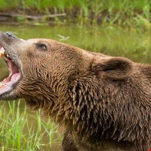 BigBear 2.0 PhaaS 캠페인으로 5000개 이상 MS365 자격증명 탈취